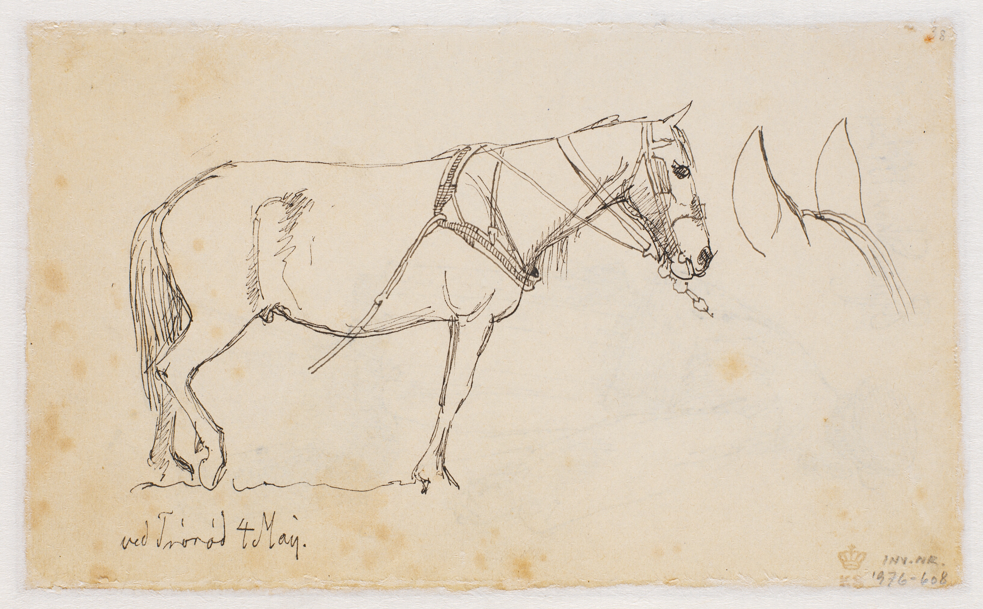 En stående hest set fra siden, samt studie af en hests ører.